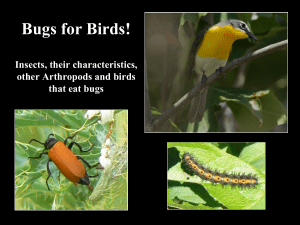 Bugs for Birds: Insects, Arthropods & Bird Diets