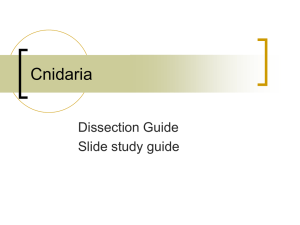 Cnidaria