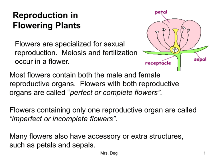 FlowerPlants