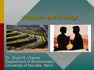 Viticulture and Enology: Grape Growing & Winemaking