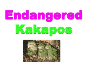 Endangered Kakapos - Tematauranga School