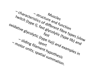 MusclesRevision