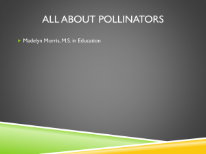 Pollinator PowerPoint by Madelyn Morris