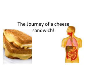 The Journey of a cheese sandwich!