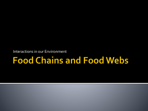 Food Chains & Webs: Ecosystem Interactions