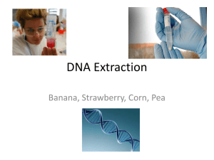 DNA Extraction