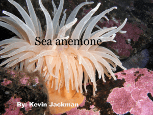 Sea Anemone: Facts, Habitat, and Adaptations