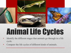 Animal Life Cycles: Metamorphosis & Reproduction