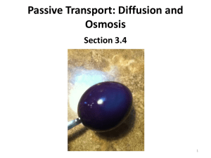 Passive Transport: Diffusion & Osmosis Presentation