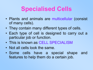 Specialized Cells: Structure and Function Worksheet