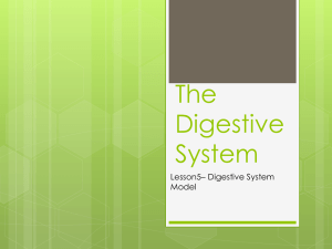 The Digestive System