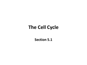 The Cell Cycle