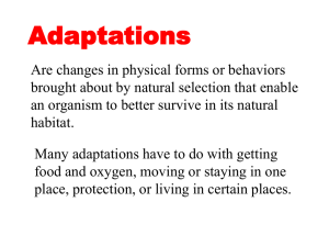Adaptations PowerPoint