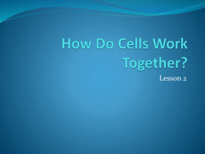 How do Cells Work Together?