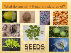Seed Dispersal
