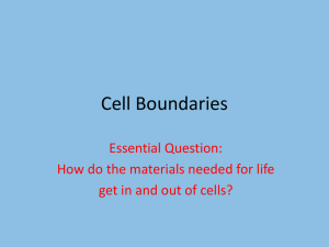 Cell Boundaries: Diffusion, Osmosis & Transport