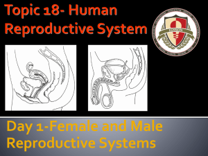 Human Reproductive Systems: Anatomy & Physiology