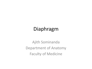Diaphragm