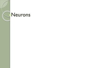 Neurons & Nervous System: High School Biology Presentation