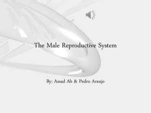 Male Reproductive System: Anatomy & Function