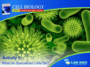Specialized Cells: Structures and Functions