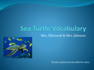 Sea Turtle Vocabulary