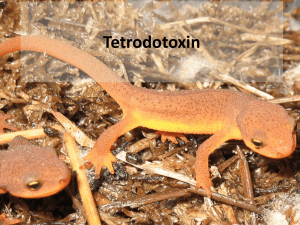 files/uploads/Courses/Biology 5610/Tetrodotoxin