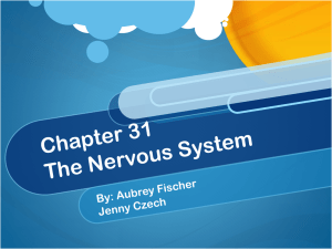 Nervous System: Functions, Neurons, Brain, Senses - High School Biology