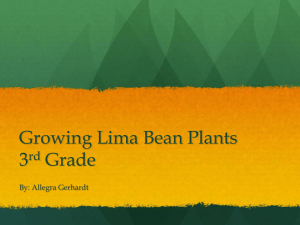 Growing Lima Bean Plants 3rd Grade