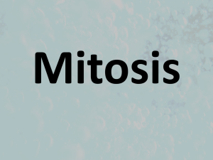 Mitosis: Cell Division Stages Explained