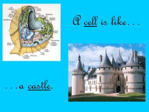 Cell Analogy: Castle & Plant vs. Animal Cell Comparison