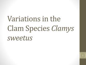 Clamys sweetus: Natural Selection & Variations