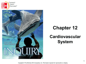Cardiovascular System