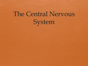 Central Nervous System: Brain, Spinal Cord & Alzheimer's Notes