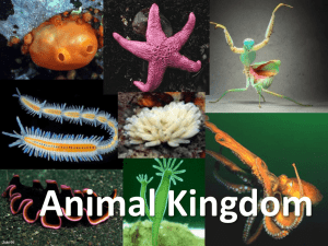 Animal Kingdom: Phyla, Symmetry, and Body Cavities
