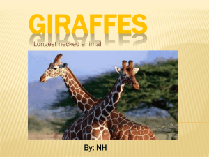 Giraffes