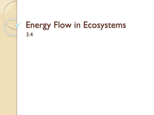 Energy Flow in Ecosystems: Food Chains, Webs, & Trophic Levels