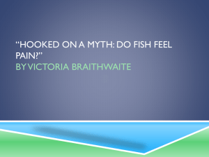 Fish Pain: Analyzing Braithwaite's Argument