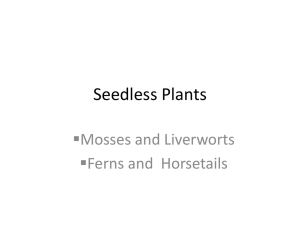 Seedless Plants - Fort Thomas Independent Schools