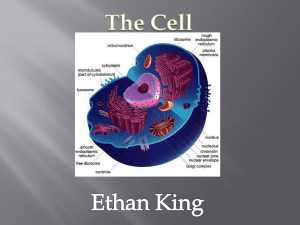 The Cell