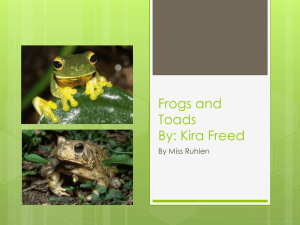 Frogs and Toads