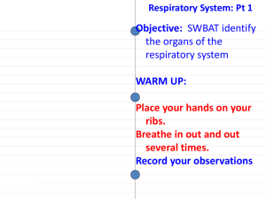 respiratory system