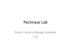 Pectinase Lab: Enzyme Activity & Apple Juice Production