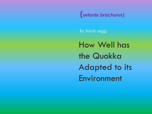 Quokka Adaptations: How Well Has It Adapted?