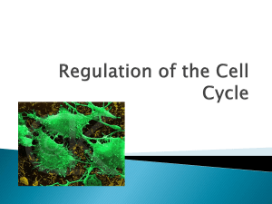 Cell Cycle