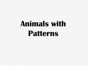 Animal Patterns: Camouflage & Puppet Activity