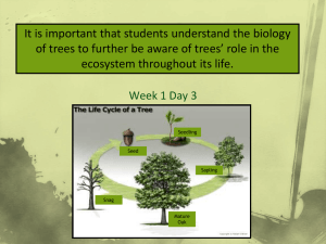 Tree Biology & Life Cycle: Measuring & Identifying Trees