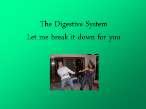 The Digestive System Let me break it down for you