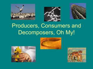 Producers, Consumers, Decomposers: Ecosystem Roles