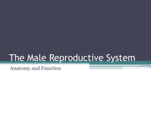 Day 1 Male Anatomy Notes Teacher Version